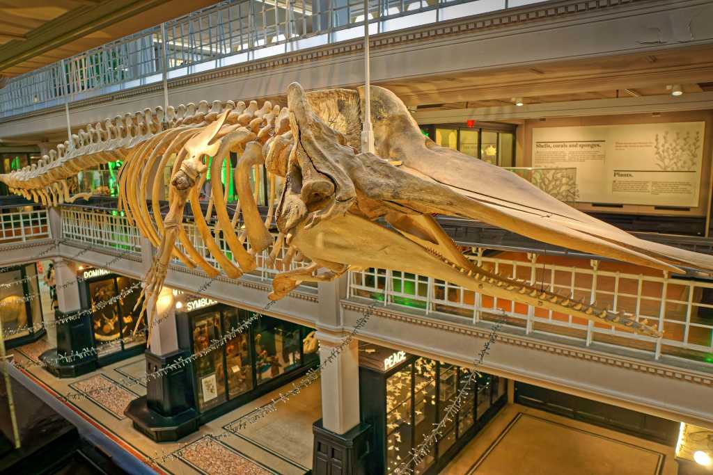 manchester-museum-whale.jpg