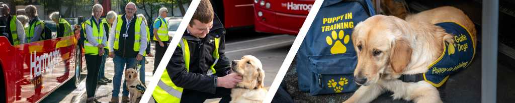 guide dog training day